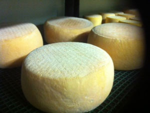 cheeses curing