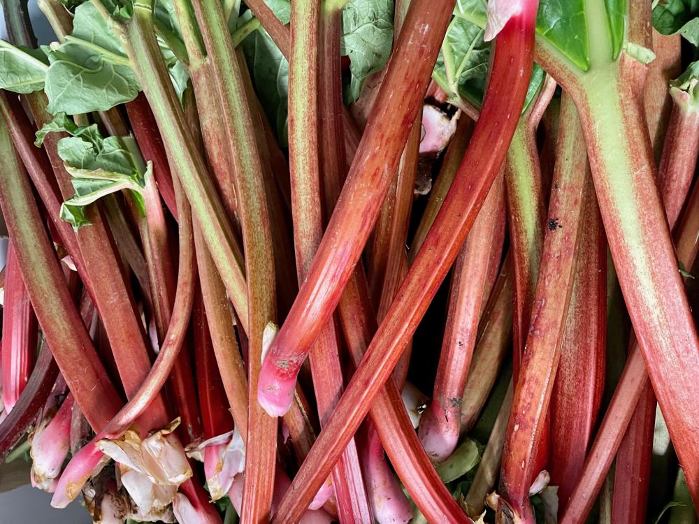 cornish rhubarb