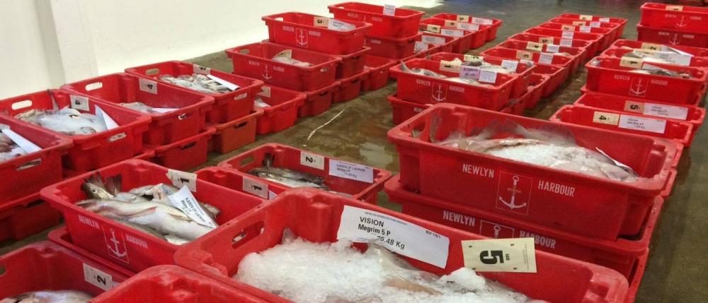 Fish at Newlyn Market