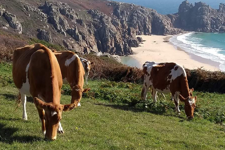 cows grazing on cliff top