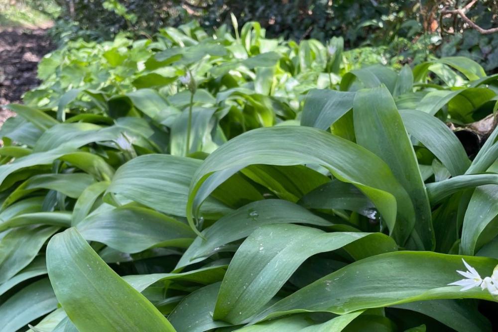 Wild garlic