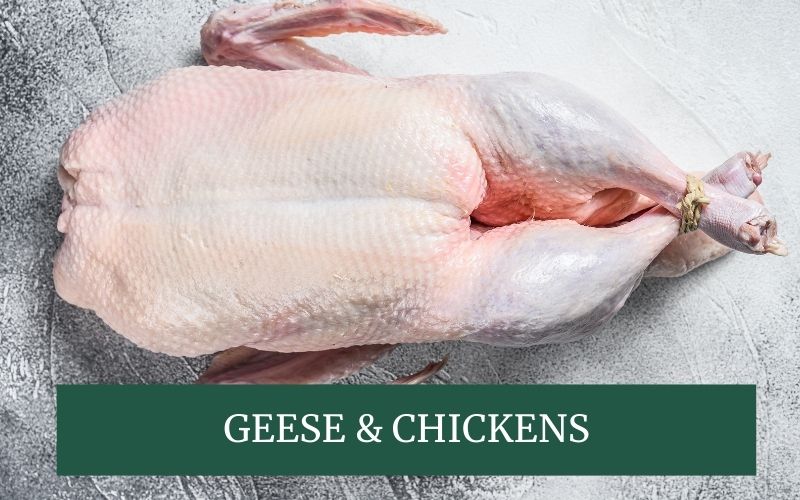 free range Christmas turkey