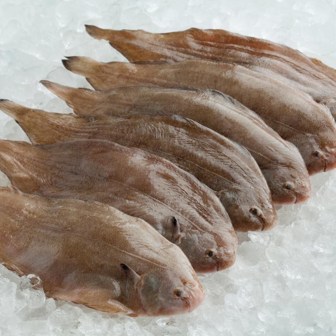 fresh whole dover soles