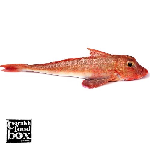 Whole Gurnard 600g