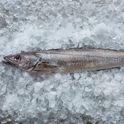 Whole Cornish Hake 1.2kg