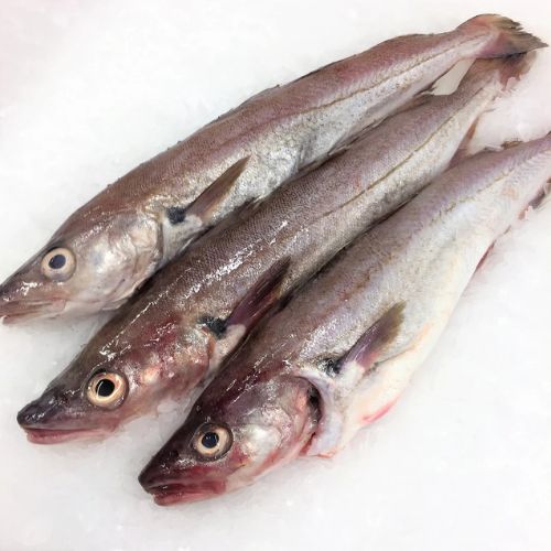 Whole Whiting Fish 1kg