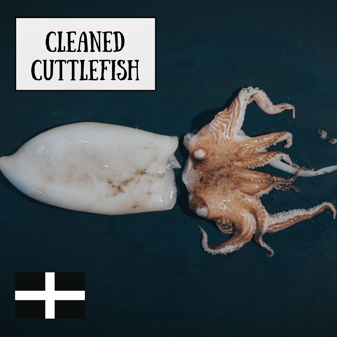 fresh cuttlefish