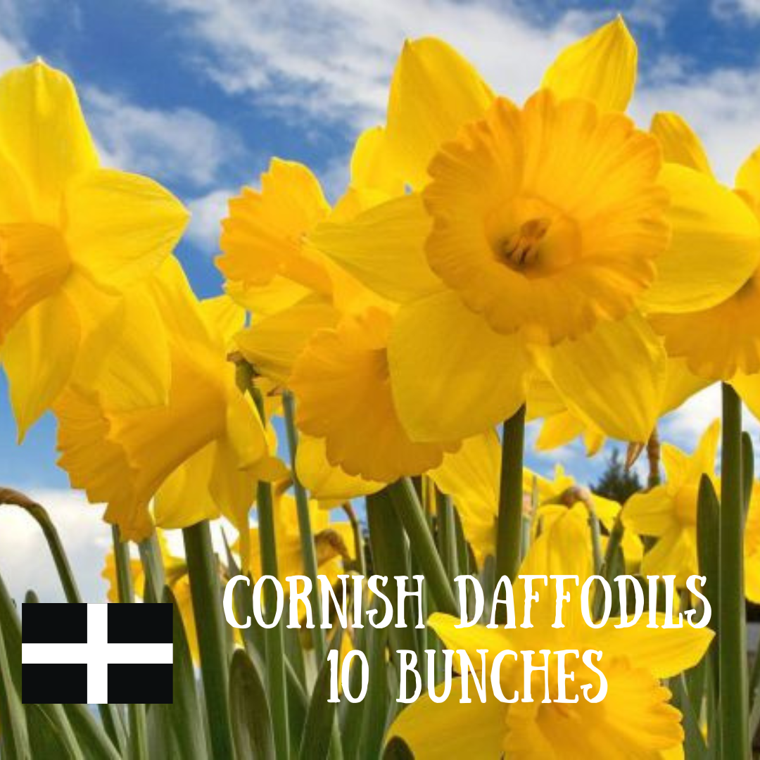Cornish Daffodils - 10 Bunches