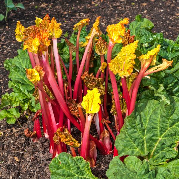 Fresh bunch of vibrant pink Forced English rhubarb with pale leaves attached GROWING IN GARDEN