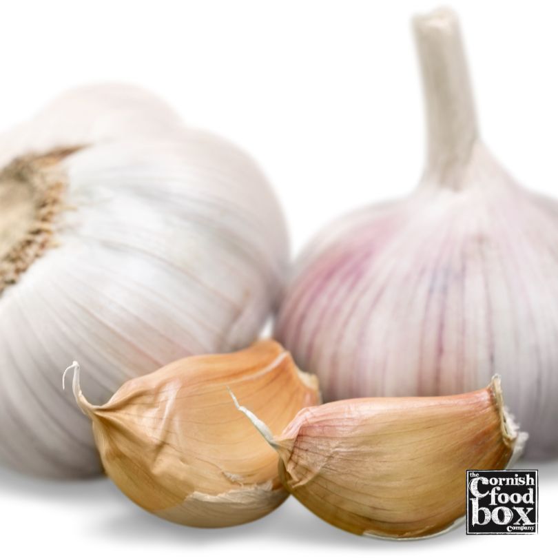 Garlic