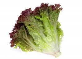 Lettuce - Lollo rosso