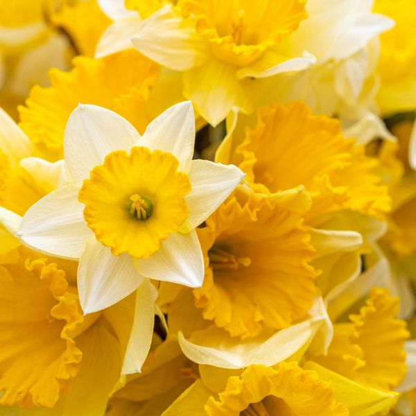10 Bunches of Cornish Daffodils