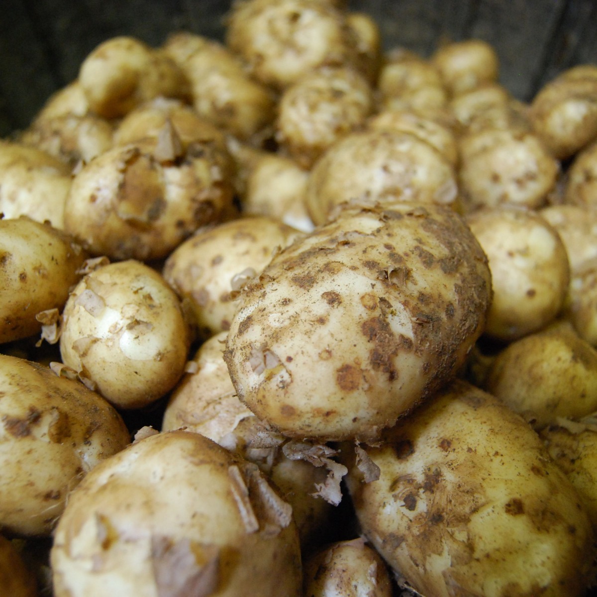 Freshly harvested Cornish new potatoes with light skins and natural soil, first of the season