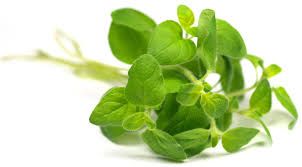 Fresh Oregano 100g