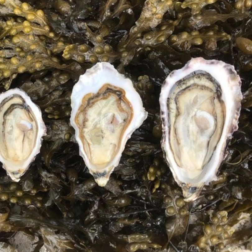 Cornish Oysters