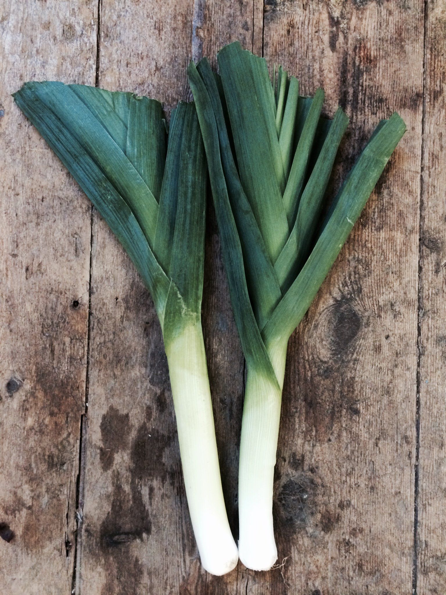 Pair of Leeks