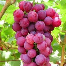 Grapes - Red Seedless 500g