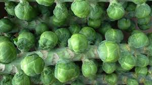 Sprouts 1kg
