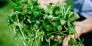 Organic Watercress Pack 100g