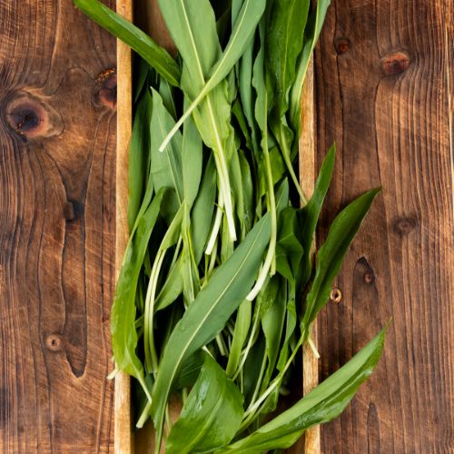 wild garlic
