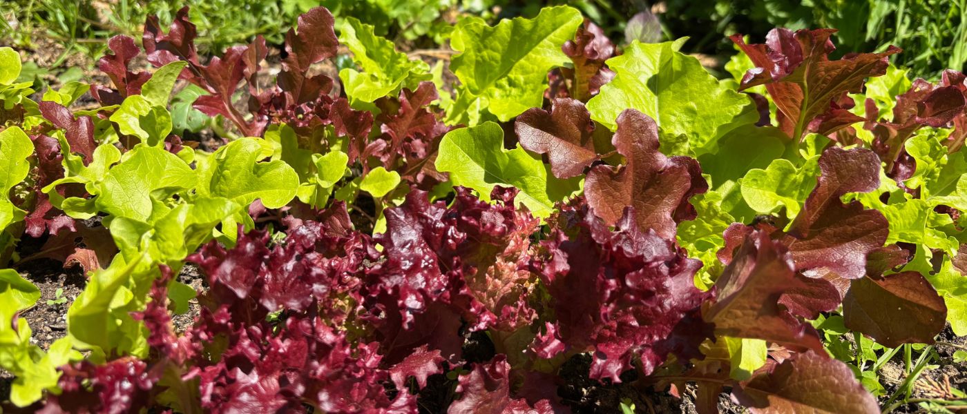 organic Cornish salad 